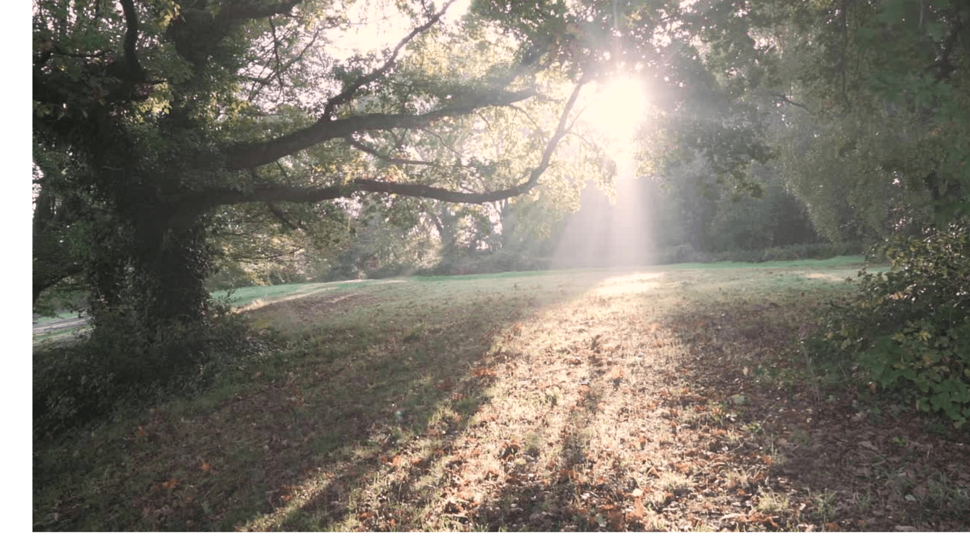 A single trail through quiet woods
